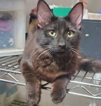 Rescue Domestic Medium Hair Cats for Adoption in Castro Valley, California - Elphaba (& Nessa Rose) | PetCurious