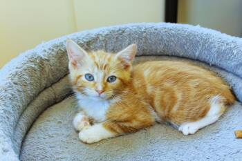 Kumquat -  Domestic Short Hair Cat Available for Adoption in Urbana, Ohio - Kumquat | PetCurious