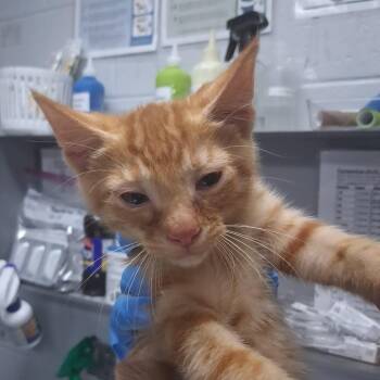 Tiger -  Domestic Short Hair Cat for Adoption in Summerville, South Carolina - Tiger | PetCurious