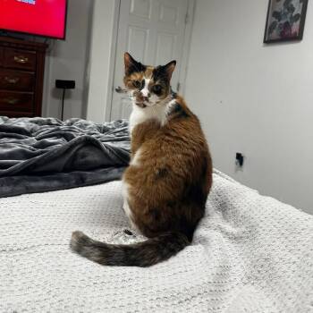 Calico Cats Available for Adoption in Hughesville, Maryland - Pearl | PetCurious