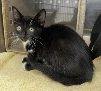 MERCURY -  Domestic Short Hair Cat for Adoption in Norco, California - MERCURY | PetCurious