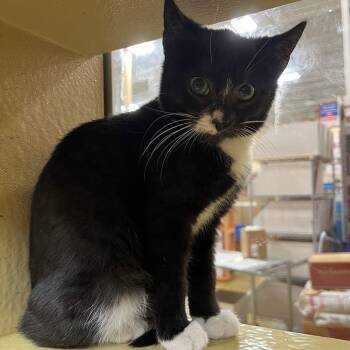 Rescue Domestic Short Hair Cats for Adoption in Philadelphia, Pennsylvania - Dracula | PetCurious