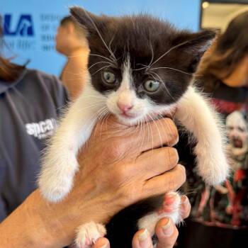 Moon Pie -  Domestic Short Hair Cat for Adoption in Hawthorne, California - Moon Pie | PetCurious