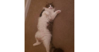 Rescue Domestic Long Hair and Maine Coon Cats for Adoption in Virginia Beach, Virginia - Roscoe | PetCurious