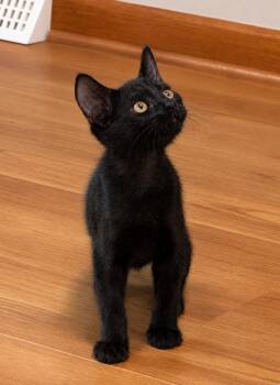 Airwolf -  Domestic Short Hair Cat for Adoption in Greensburg, Pennsylvania - Airwolf | PetCurious