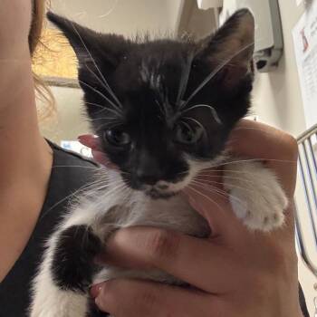 Huney - 073002U -  Domestic Short Hair Cat for Adoption in Tupelo, Mississippi - Huney - 073002U | PetCurious