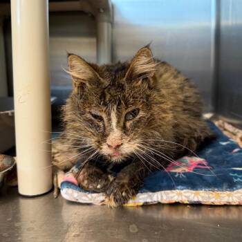 Domestic Medium Hair Cats Available for Adoption - Morgan | PetCurious