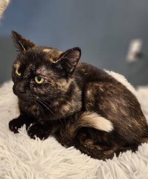 Renee -  Domestic Short Hair and Tortoiseshell Cat for Adoption in Greenfield, Indiana - Renee | PetCurious