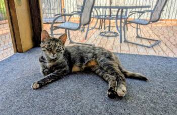 Mystique (bonded with Sara) -  Domestic Short Hair Cat for Adoption in Pickering, Ontario - Mystique (bonded With Sara) | PetCurious