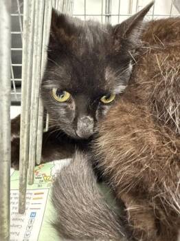 Firebomb -  Domestic Short Hair Cat for Adoption in Sevierville, Tennessee - Firebomb | PetCurious