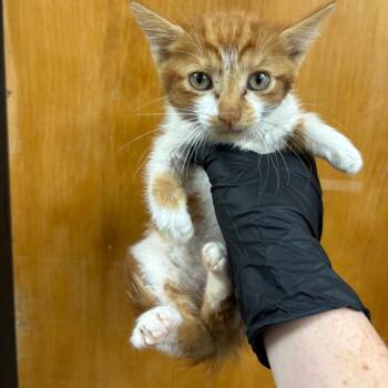 Ford Fushion -  Domestic Short Hair Cat for Adoption in Columbiana, Alabama - Ford Fushion | PetCurious