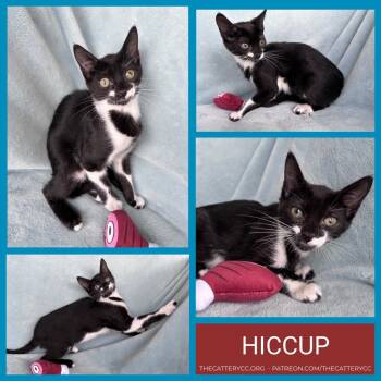Rescue Domestic Short Hair Cats for Adoption in Corpus Christi, Texas - Hiccup | PetCurious