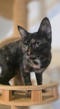 Miss Pinky Pink nose -  Calico Cat for Adoption in Miami, Oklahoma - Miss Pinky Pink Nose | PetCurious