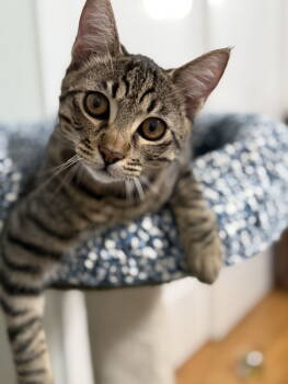 Rescue Tabby and Domestic Short Hair Cats for Adoption in San Jose, California - Stevie | PetCurious