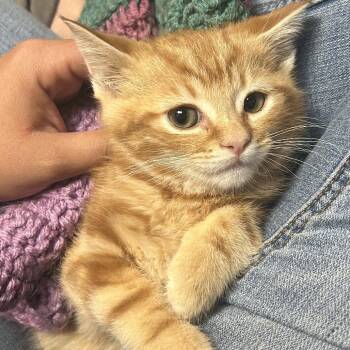 Copper -  Domestic Short Hair Cat for Adoption in Hemet, California - Copper | PetCurious