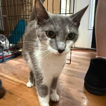 Sugar -  Domestic Short Hair Cat for Adoption in Inwood, West Virginia - Sugar | PetCurious