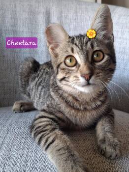 Cheetara -  Domestic Short Hair and Bengal Cat for Adoption in Yorba Linda, California - Cheetara | PetCurious