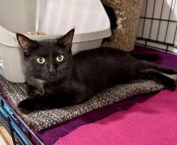 Millie -  Domestic Short Hair Cat for Adoption in Ashland, Ohio - Millie | PetCurious