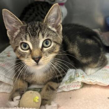Mountain Dew -  Domestic Short Hair Cat for Adoption in East Hanover, New Jersey - Mountain Dew | PetCurious