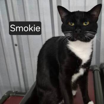Smokie -  Domestic Short Hair Cat for Adoption in Snow Hill, North Carolina - Smokie | PetCurious