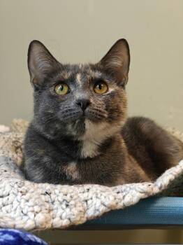 Bridget -  Domestic Short Hair Cat for Adoption in New Britain, Connecticut - Bridget | PetCurious
