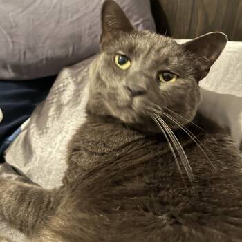 Vivian -  Domestic Short Hair Cat for Adoption in West Palm Beach, Florida - Vivian | PetCurious
