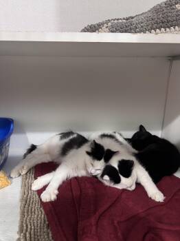 Rescue Domestic Medium Hair Cats for Adoption in Courtenay, British Columbia - Dulcie | PetCurious