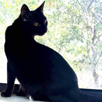 Drew -  Domestic Short Hair Cat for Adoption in Lakeland, Florida - Drew | PetCurious