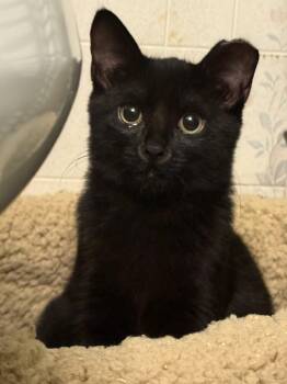 Spice (Shy) -  Domestic Short Hair Cat for Adoption in Hanson, Massachusetts - Spice (Shy) | PetCurious