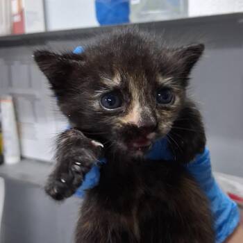 Tova -  Domestic Short Hair Cat for Adoption in Summerville, South Carolina - Tova | PetCurious