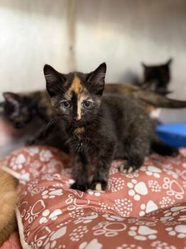 Libra -  Domestic Medium Hair Cat for Adoption in Carthage, Missouri - Libra | PetCurious
