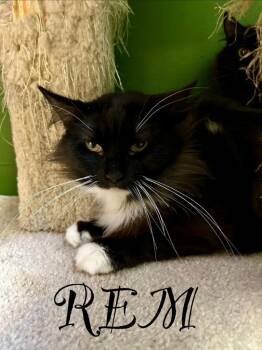 Domestic Long Hair Cats Available for Adoption - REM | PetCurious