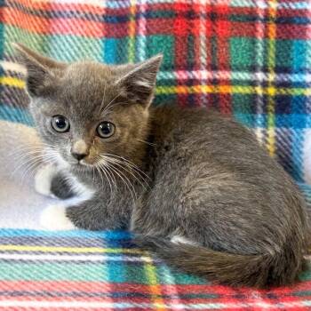 Arabella -  Domestic Short Hair Cat for Adoption in Mt. Juliet, Tennessee - Arabella | PetCurious