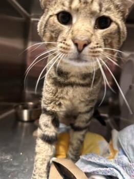 Skips -  Domestic Short Hair Cat for Adoption in West Chester, Pennsylvania - Skips | PetCurious