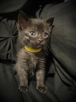 PLUTO -  Domestic Short Hair Cat for Adoption in Camarillo, California - PLUTO | PetCurious
