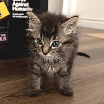 Baker -  Domestic Long Hair and Maine Coon Cat for Adoption in Long Beach, California - Baker | PetCurious