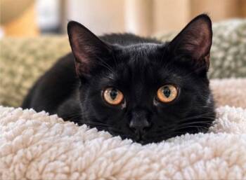 Burdock -  Bombay and Domestic Short Hair Cat for Adoption in Knoxville, Tennessee - Burdock | PetCurious