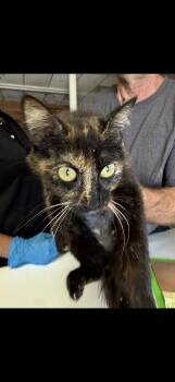 Chevalier Rose -  Tortoiseshell Cat for Adoption in Las Vegas, Nevada - Chevalier Rose | PetCurious