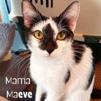Maeve -  Domestic Short Hair Cat for Adoption in Lakewood, Colorado - Maeve | PetCurious