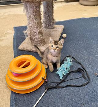 Maggie -  Domestic Short Hair Cat for Adoption in Gilroy, California - Maggie | PetCurious