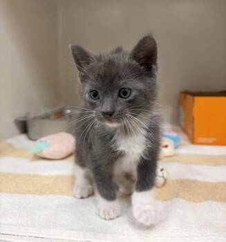 Chipper -  Domestic Medium Hair and Domestic Short Hair Cat for Adoption in Honolulu, Hawaii - Chipper | PetCurious