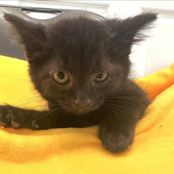 Rusty -  Domestic Short Hair Cat for Adoption in Medford, Oregon - Rusty | PetCurious