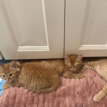 Siren -  Domestic Long Hair and Domestic Medium Hair Cat for Adoption in Houston, Texas - Siren | PetCurious