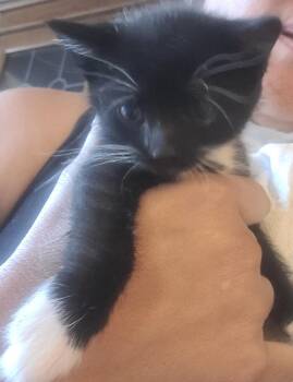 Tuxedo Cats Available for Adoption in Huntington Beach, California - Hope | PetCurious