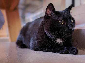 Teddy -  Domestic Short Hair Cat Available for Adoption in Hyde Park, New York - Teddy | PetCurious