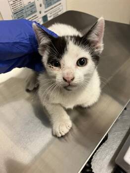 YOGI -  Domestic Short Hair Cat for Adoption in Long Beach, California - YOGI | PetCurious