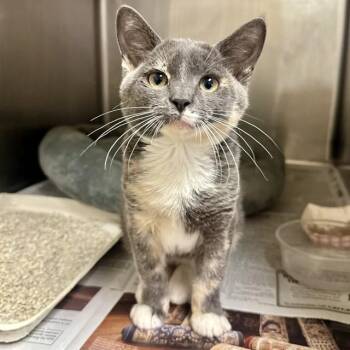 SYLVIE -  Domestic Short Hair Cat for Adoption in Riverside, California - SYLVIE | PetCurious