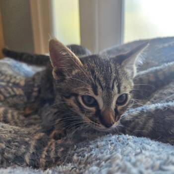 Taco -  Domestic Short Hair Cat Available for Adoption in Brea, California - Taco | PetCurious