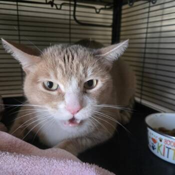 Carmelo -  Domestic Short Hair Cat for Adoption in Desert Hot Springs, California - Carmelo | PetCurious