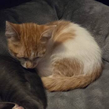 Rescue Domestic Short Hair Cats for Adoption in Floresville, Texas - Pineapple | PetCurious